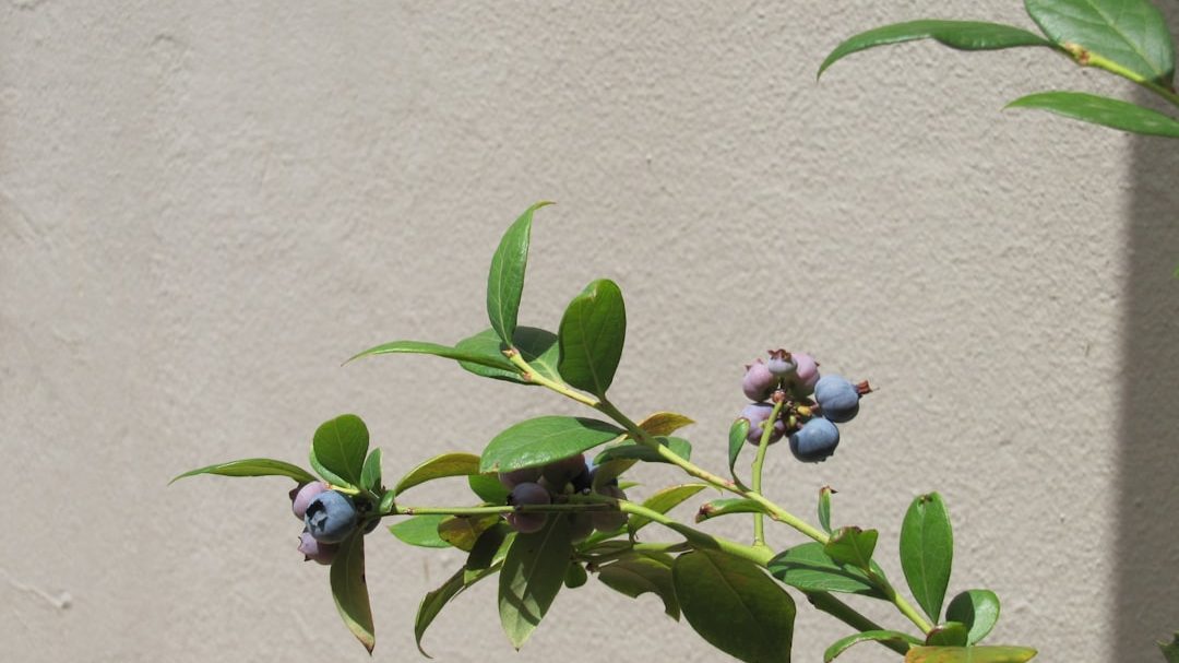 红河州蓝莓高产种植模式：从田间到市场的价值跃迁