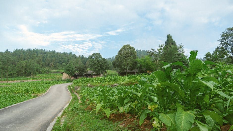 五万元起步：农村小成本投资的可行路径与风险边界