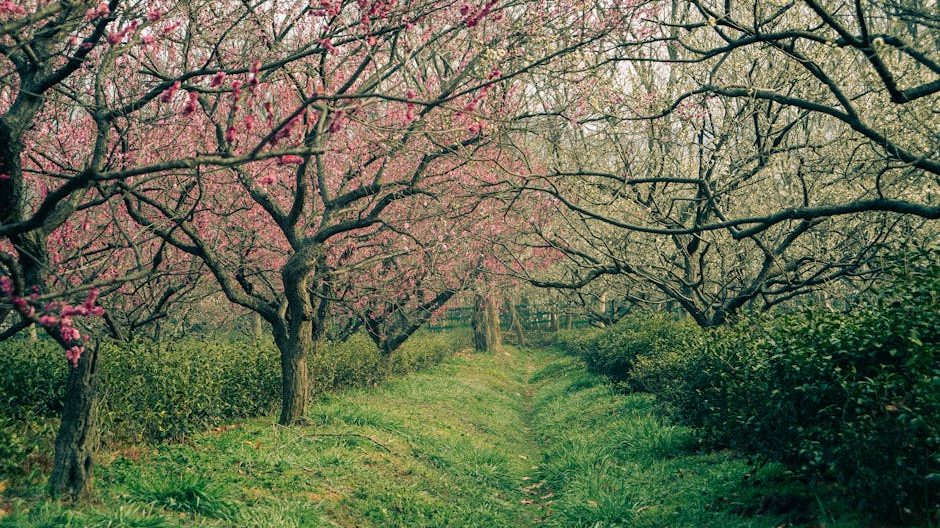 蓝莓庄园“花海”骗局：美丽背后的投资陷阱