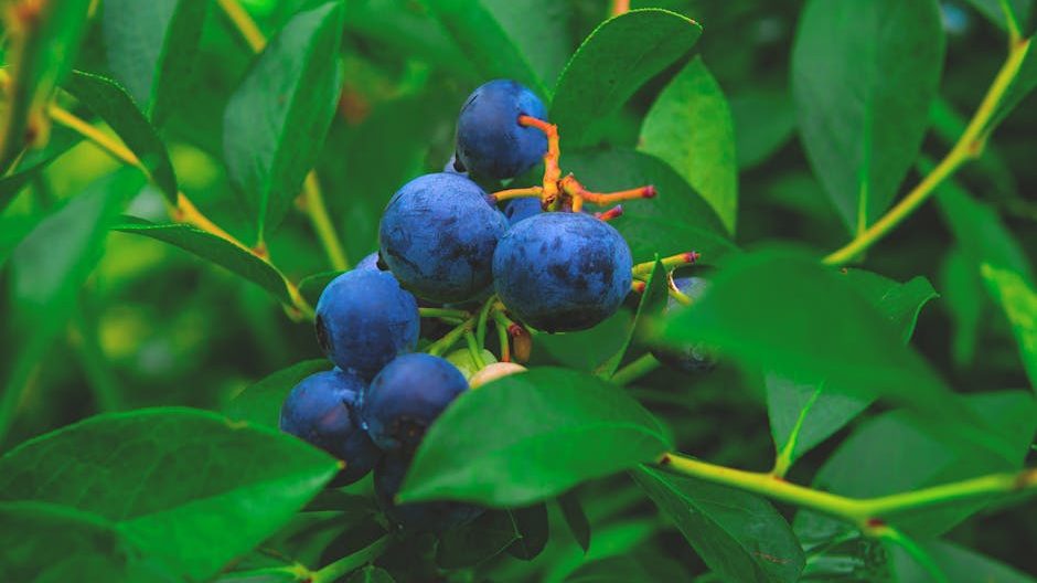 蓝莓温室种植温湿度控制技巧：从数据到实践的精细化路径