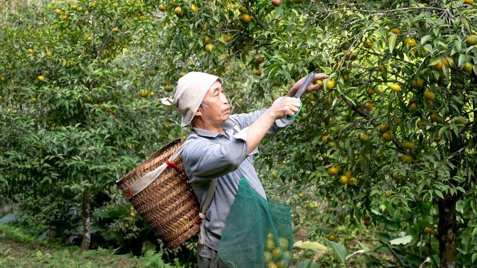 农村500平创业项目：从盆景到风景的产业突围