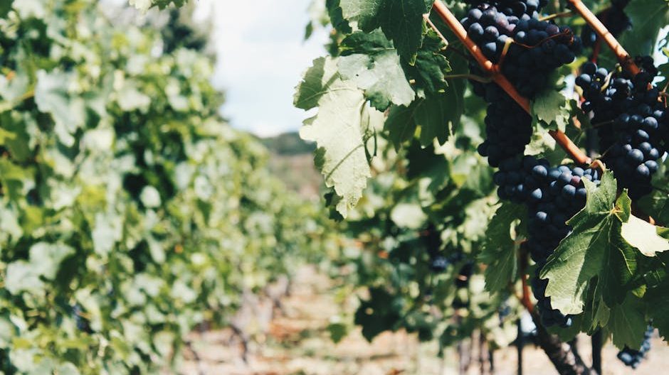 红酒加盟投资成本与风险防范深度解析