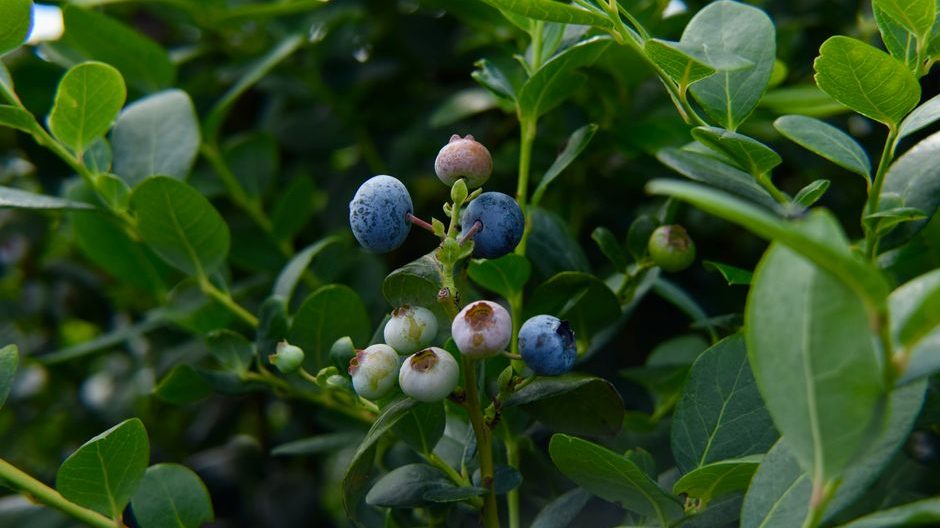 种植蓝莓一亩成本投入关键要素分析