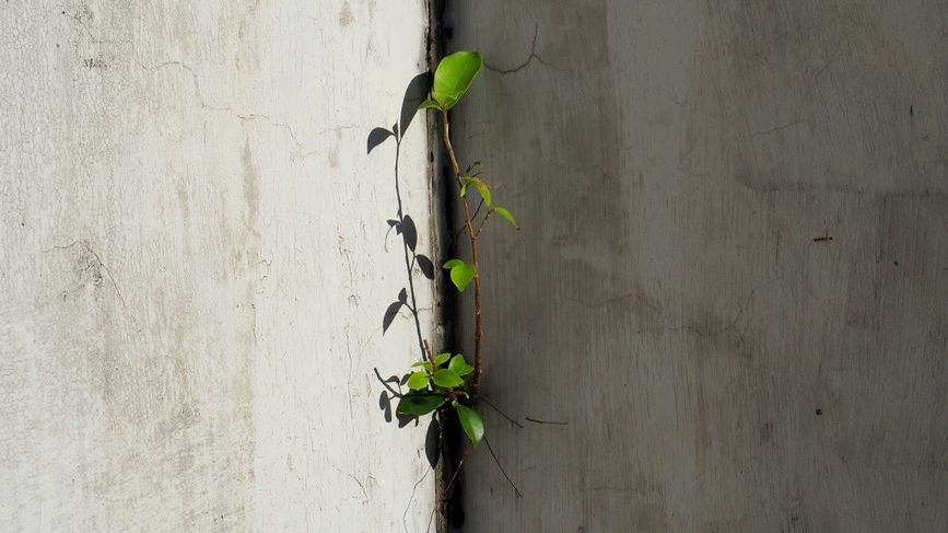 种植蓝莓一亩需要多大成本条件