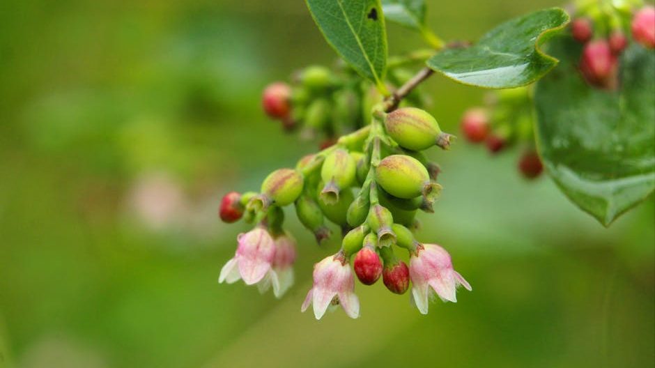 蓝莓花青素提取技术：从实验室到产业化的关键跃迁