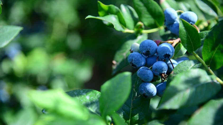 蓝莓种植一亩成本多少？贵州麻江实地调研给出真实账本