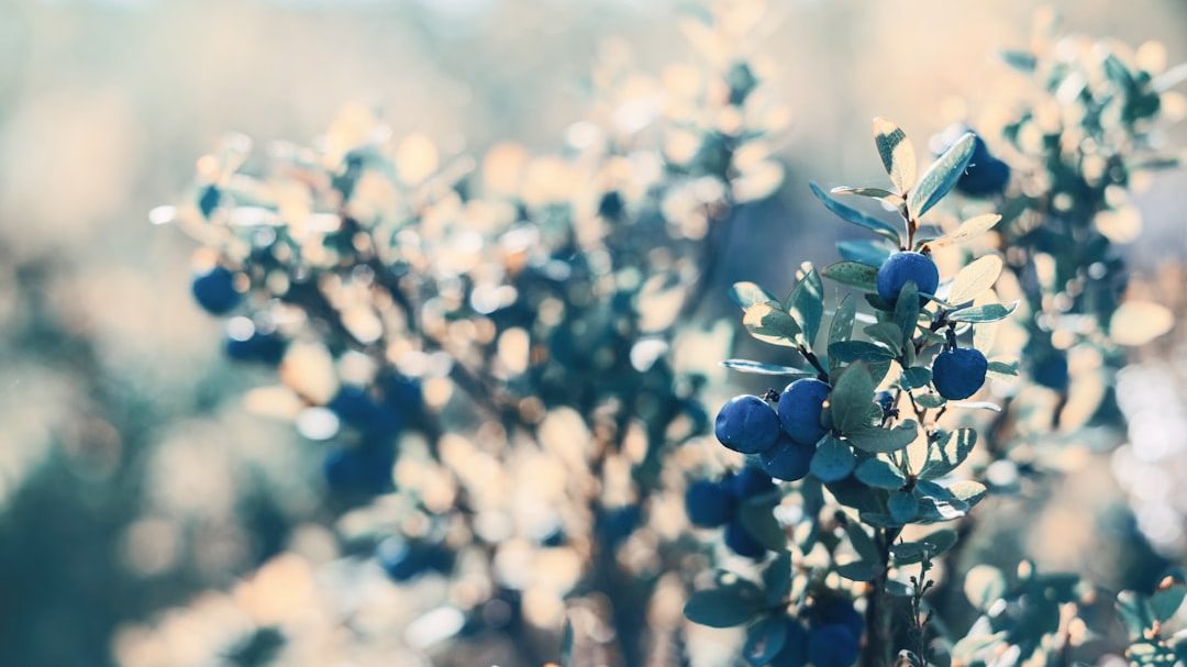 蓝莓种植亩产量与投入流程深度解析：以丹东为例的产业实证