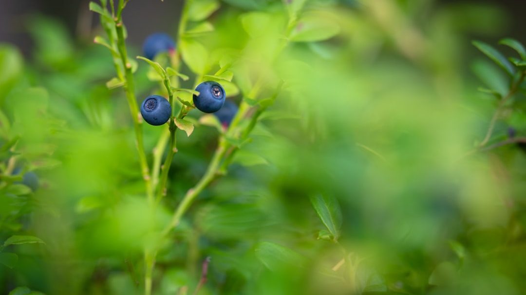 蓝莓种植每亩投资回报全解析