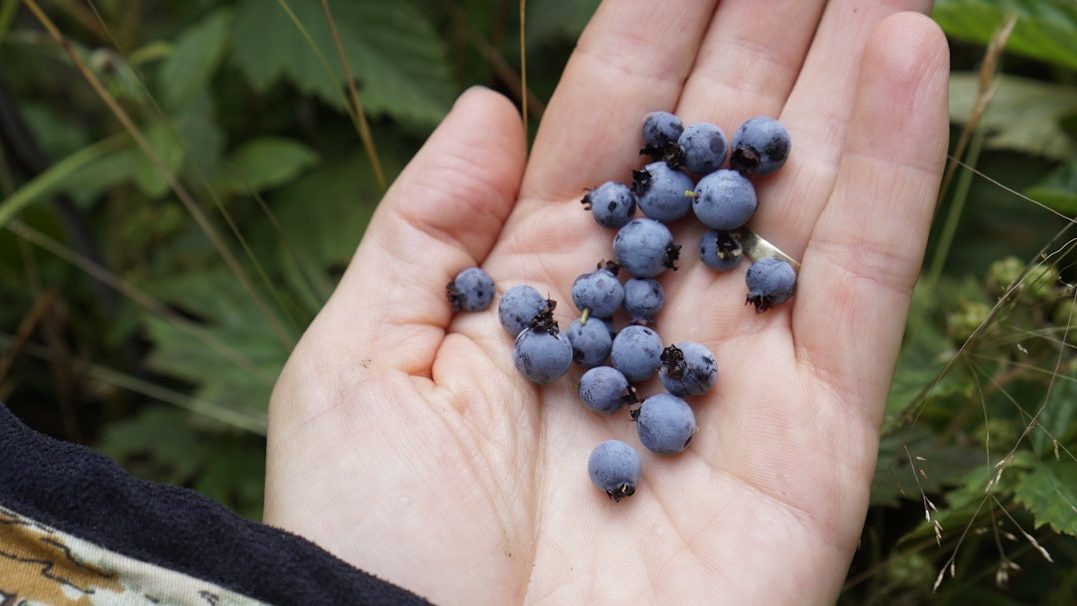 蓝莓亩栽密度：精细化种植的决策关键