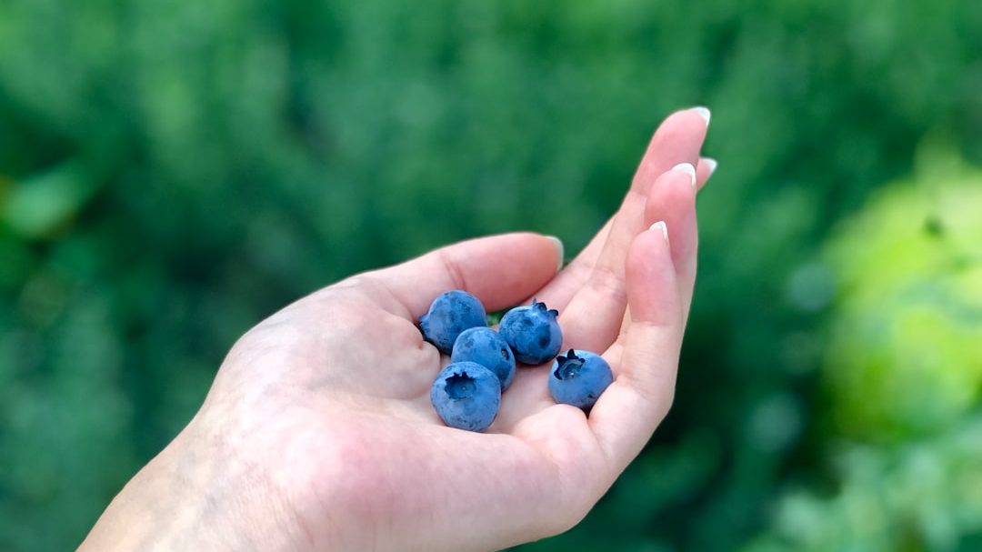 蓝莓果汁加盟市场调研：投资门槛与风险解析