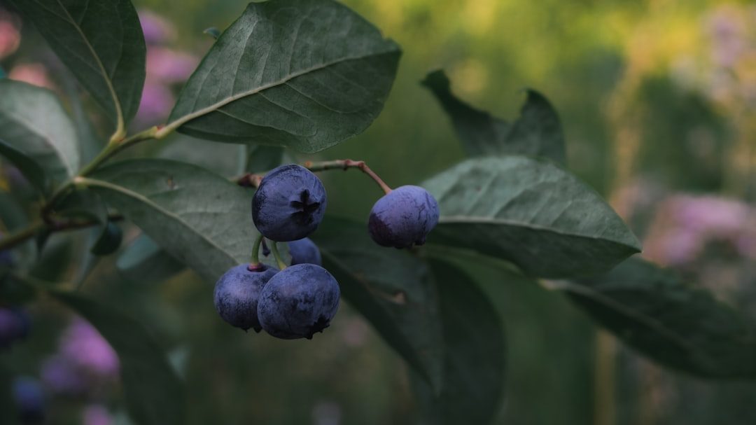 蓝莓种植一亩成本多少？深度调研揭示真实账本