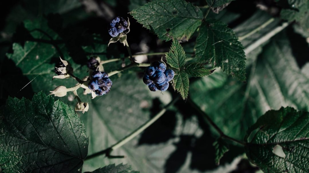 蓝莓种植一亩成本条件深度分析